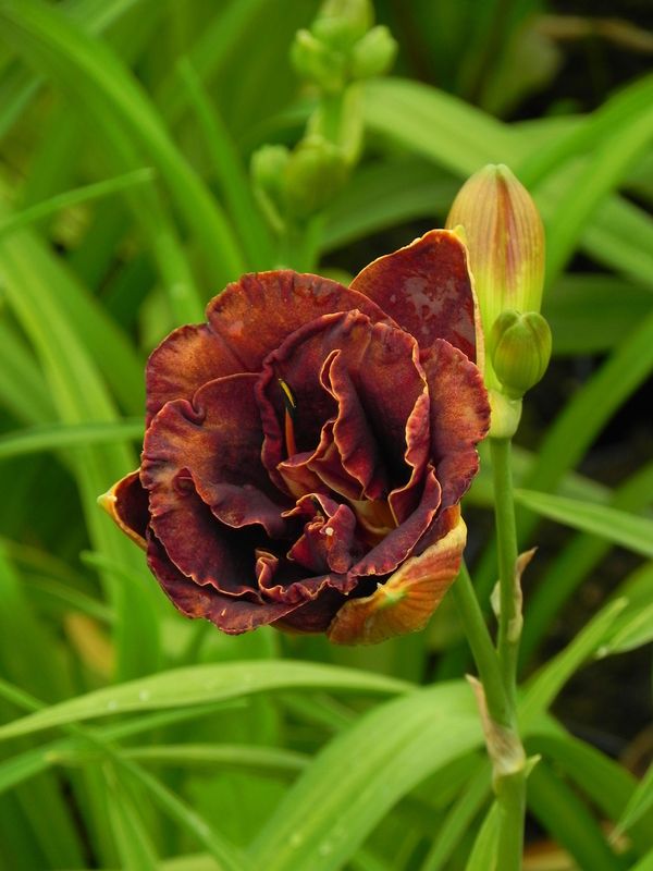 Hemerocallis hybrida ‘Night Embers’