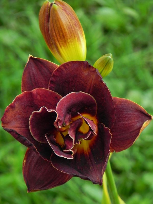 Hemerocallis hybrida ‘Night Embers’