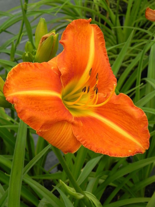 Hemerocallis hybrida ‘Tuscawilla Tigress’