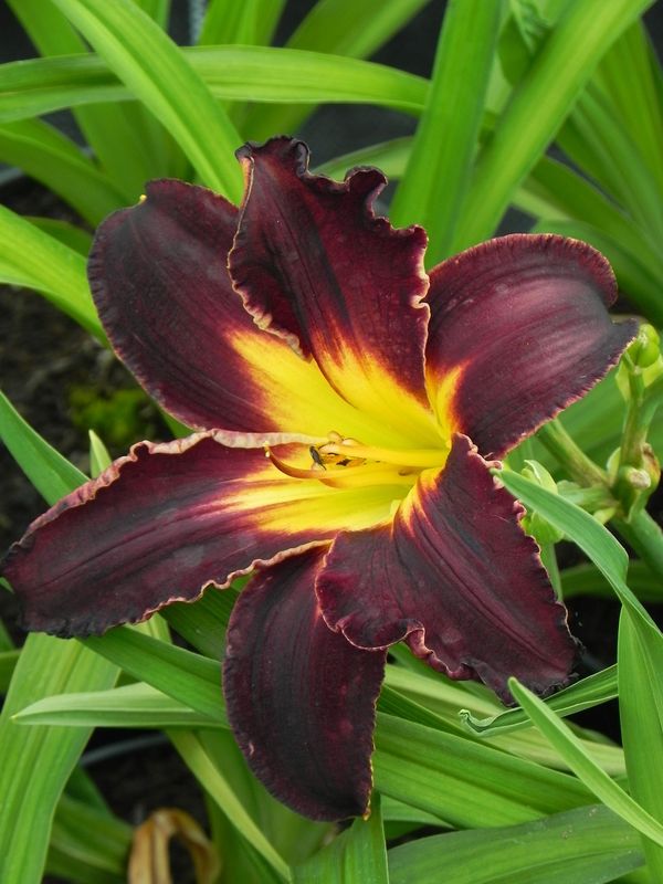 Hemerocallis hybrida ‘Black Stockings’