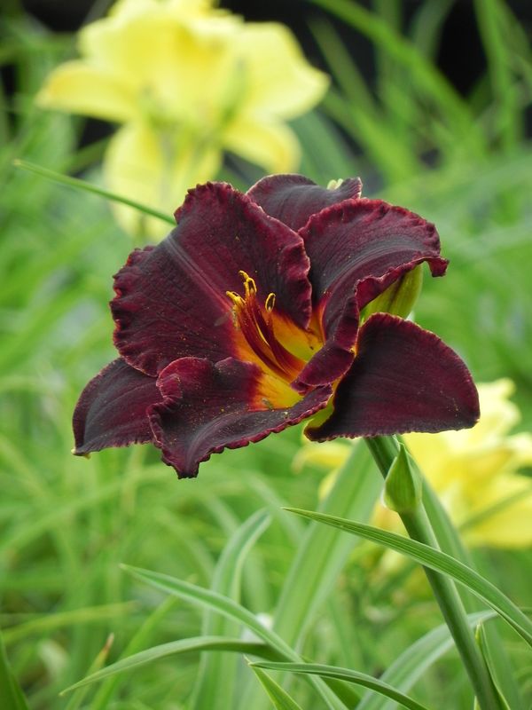 Hemerocallis hybrida ‘Black Stockings’