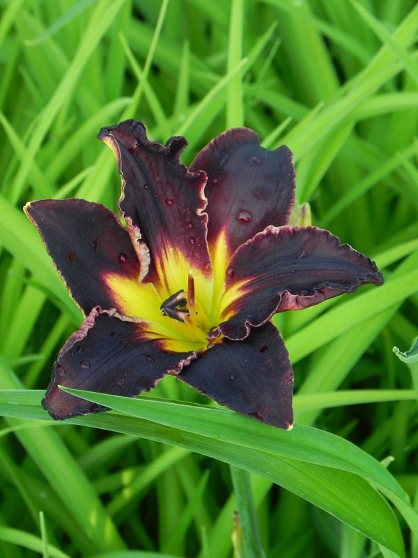 Hemerocallis hybrida ‘Black Stockings’