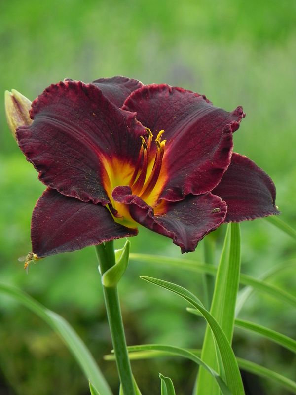 Hemerocallis hybrida ‘Black Stockings’