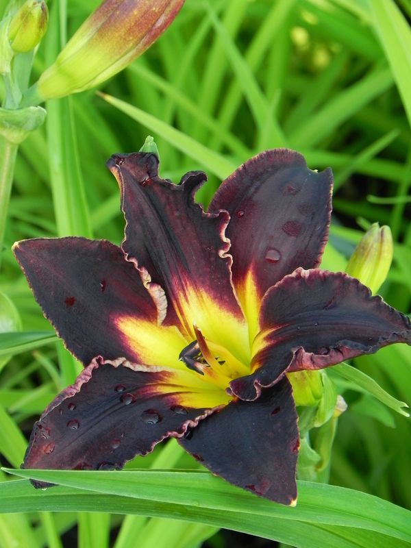 Hemerocallis hybrida ‘Black Stockings’