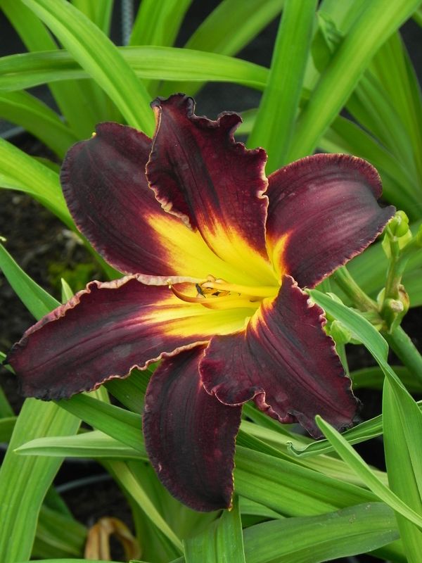 Hemerocallis hybrida ‘Black Stockings’