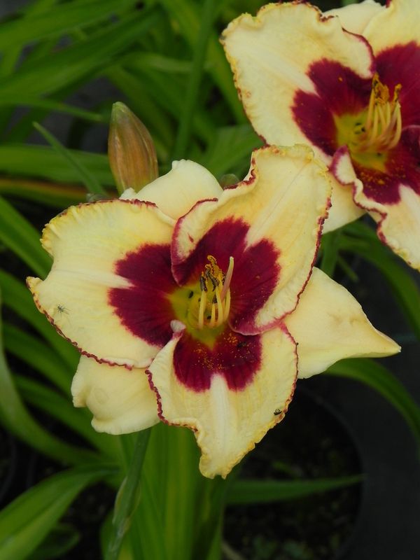 Hemerocallis hybrida ‘Canadian Border Patrol’