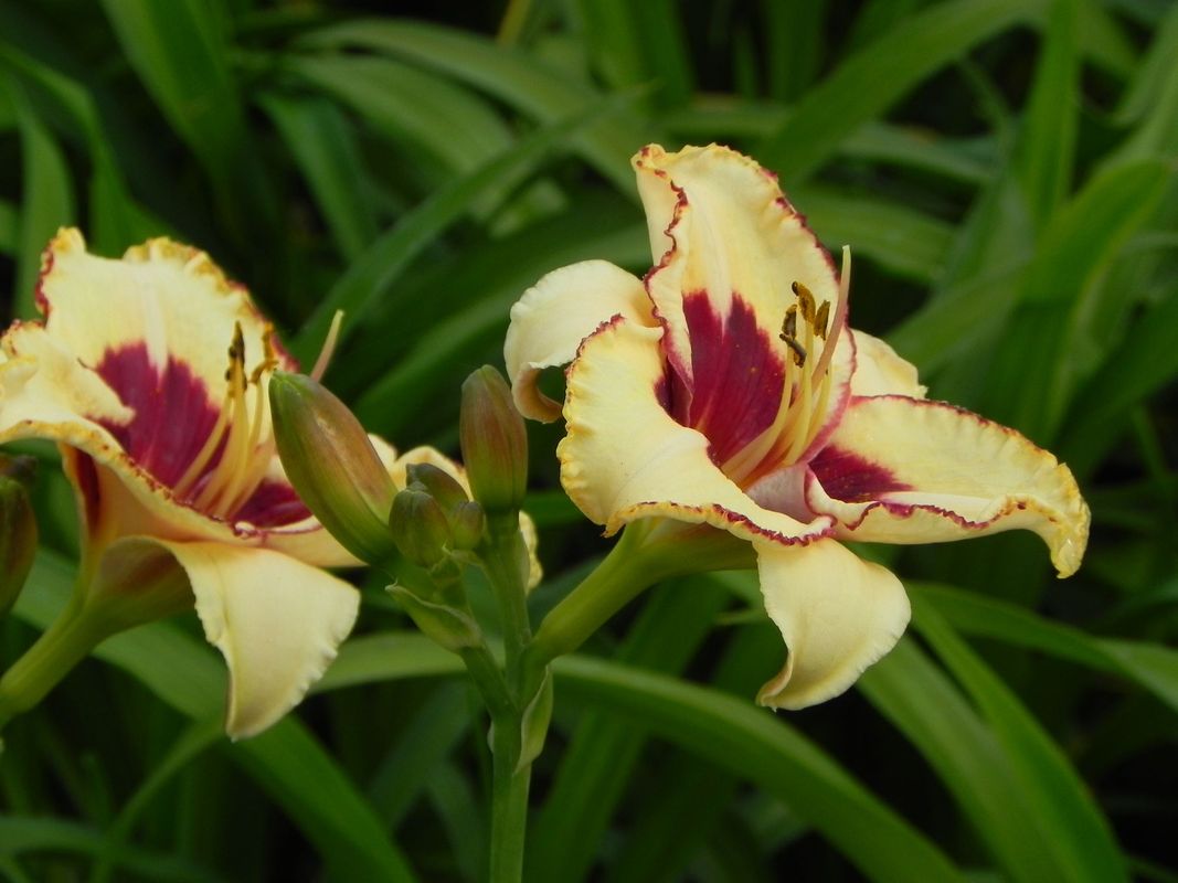 Hemerocallis hybrida ‘Canadian Border Patrol’