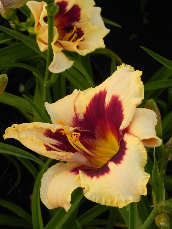 Hemerocallis hybrida ‘Canadian Border Patrol’