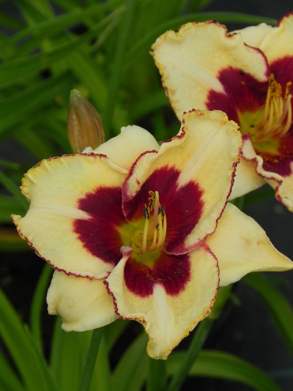 Hemerocallis hybrida ‘Canadian Border Patrol’