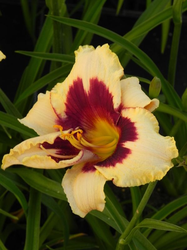 Hemerocallis hybrida ‘Canadian Border Patrol’