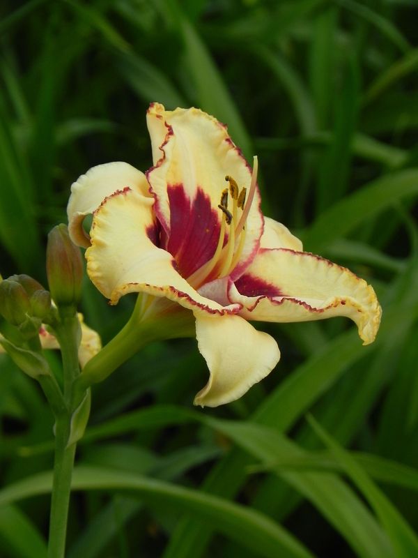 Hemerocallis hybrida ‘Canadian Border Patrol’