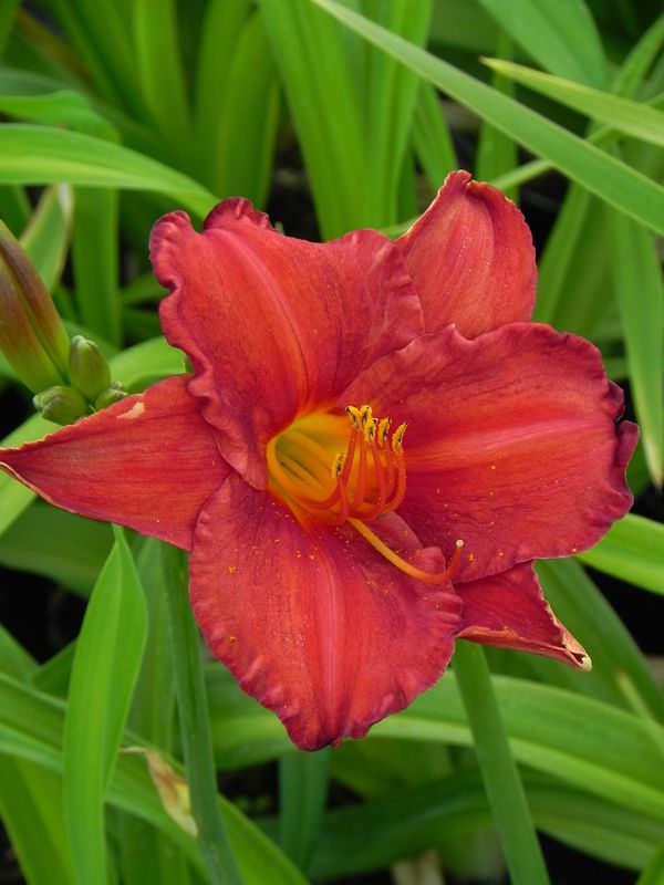 Hemerocallis hybrida ‘Chicago Apache’