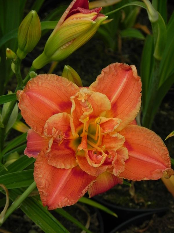Hemerocallis hybrida ‘Congo Coral’