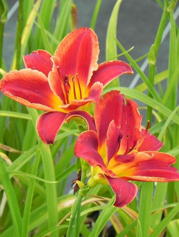Hemerocallis hybrida ‘Double Firecracker’