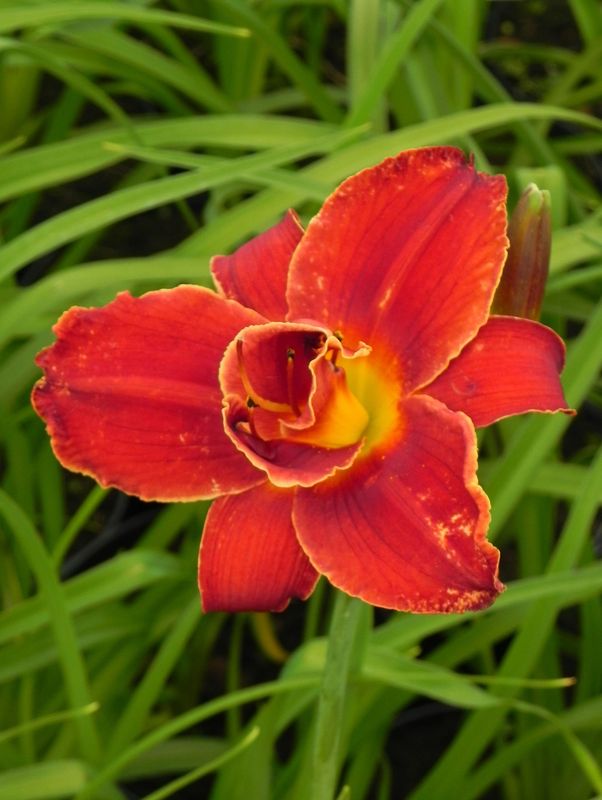 Hemerocallis hybrida ‘Double Firecracker’