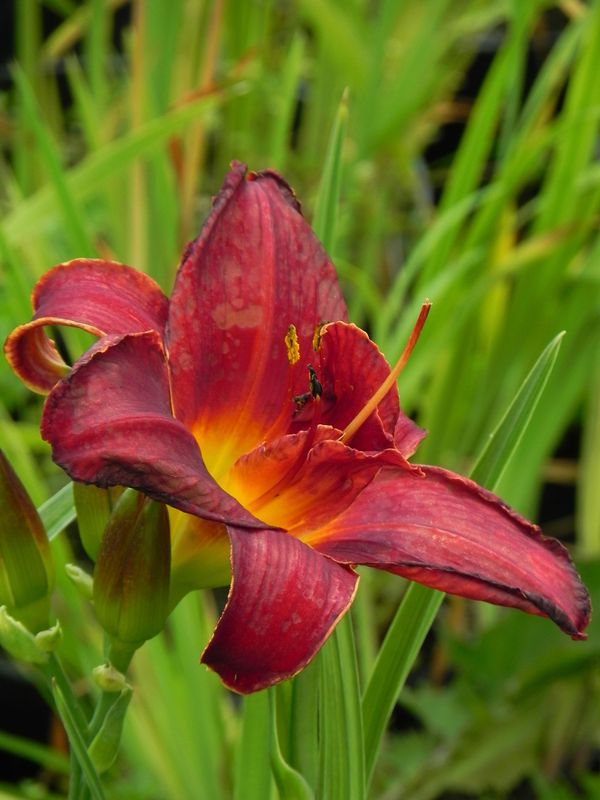 Hemerocallis hybrida ‘Double Firecracker’