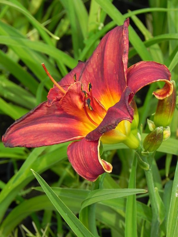 Hemerocallis hybrida ‘Double Firecracker’