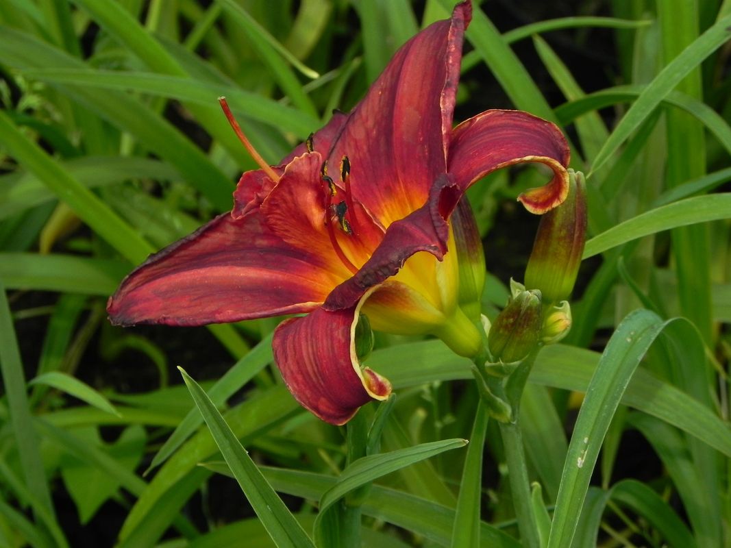 Hemerocallis hybrida ‘Double Firecracker’