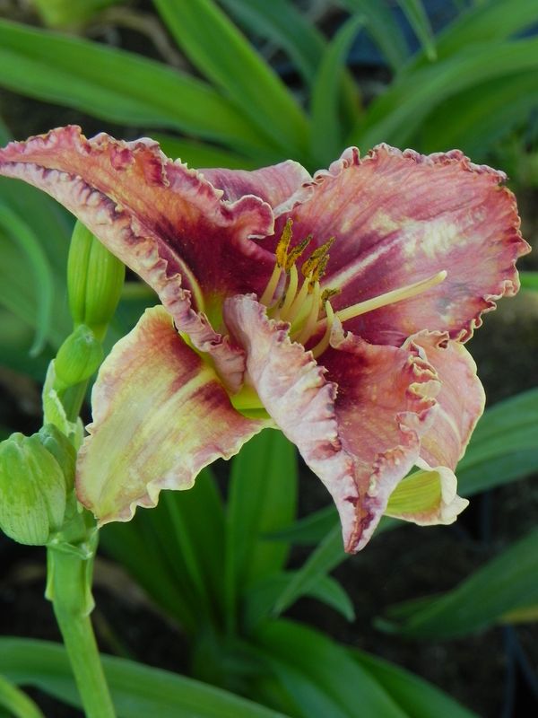 Hemerocallis hybrida ‘Lies and Lipstick’