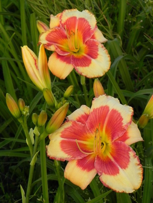 Hemerocallis hybrida ‘Ageless Beauty’