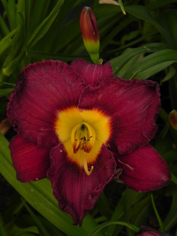 Hemerocallis hybrida ‘Bela Lugosi’