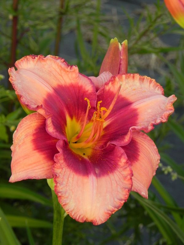 Hemerocallis hybrida ‘Den Mahony’