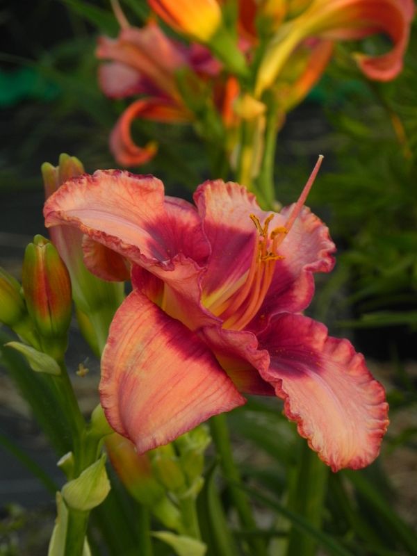 Hemerocallis hybrida ‘Den Mahony’