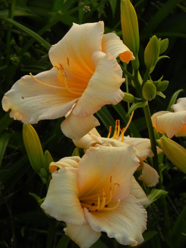 Hemerocallis hybrida ‘Mini Pearl’