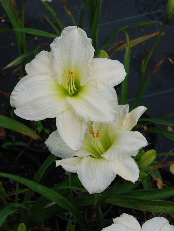 Hemerocallis hybrida ‘Gentle Shepherd’