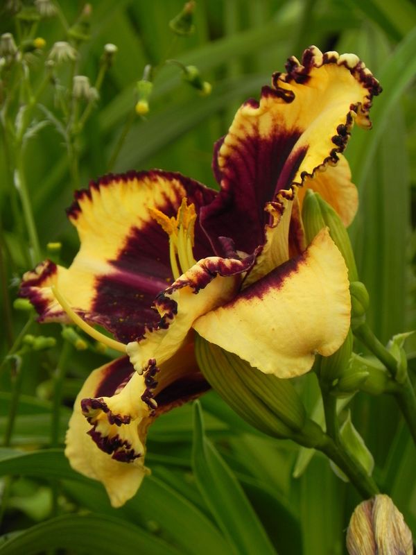 Hemerocallis hybrida ‘Tiger Blood’