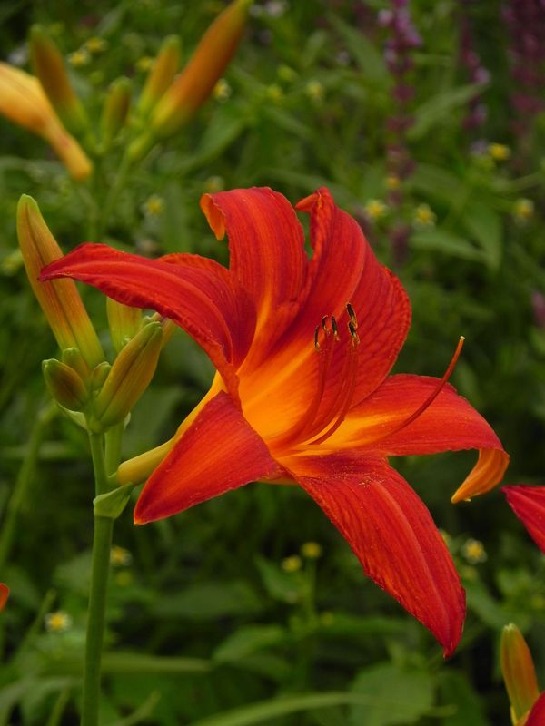 Hemerocallis hybrida ‘Anzac’