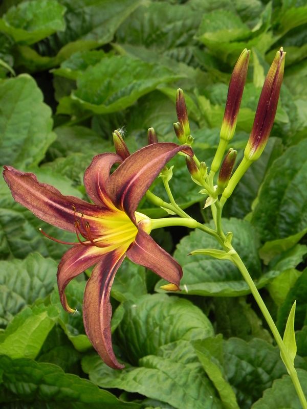 Hemerocallis hybrida ‘Black Arrowhead’