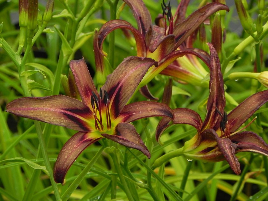 Hemerocallis hybrida ‘Black Arrowhead’