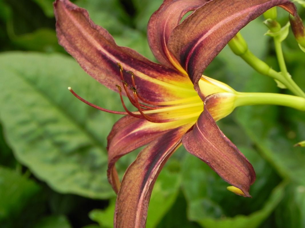 Hemerocallis hybrida ‘Black Arrowhead’