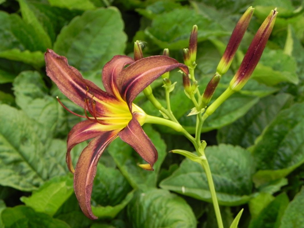 Hemerocallis hybrida ‘Black Arrowhead’