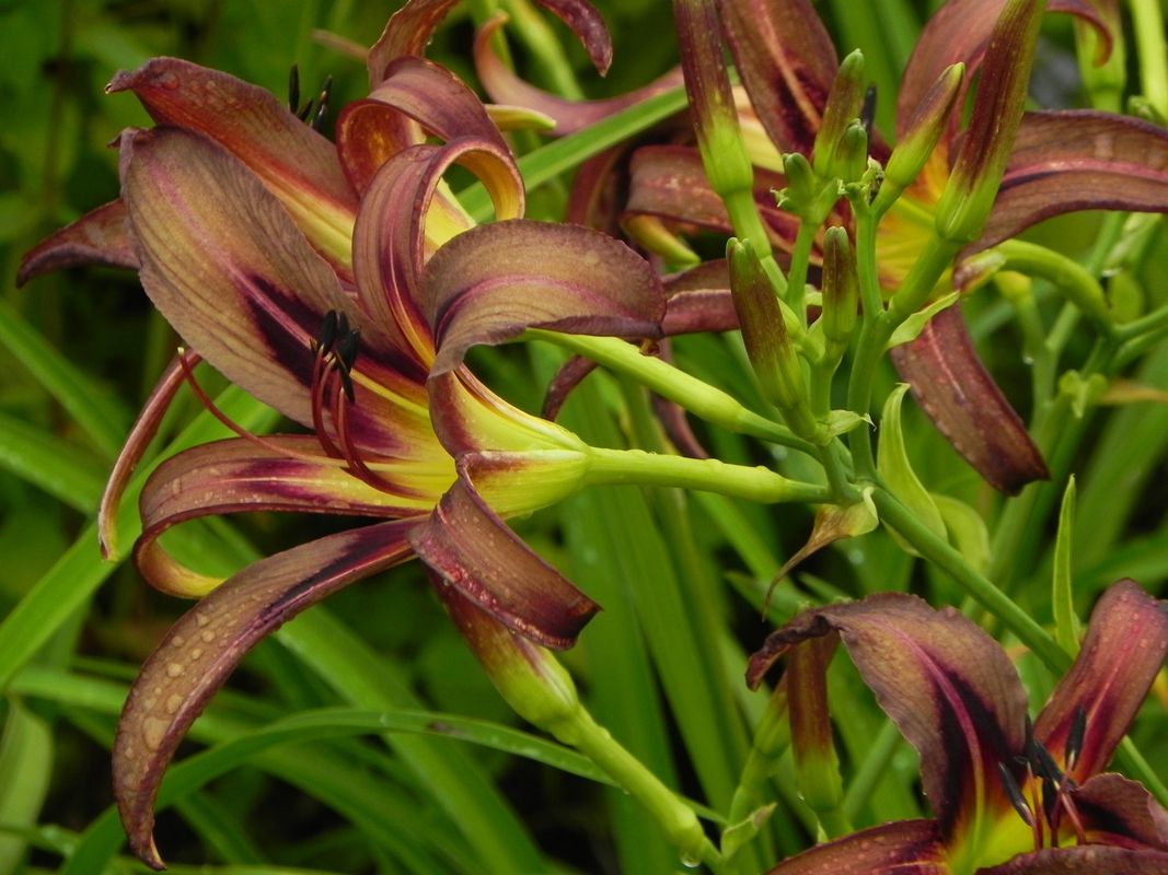 Hemerocallis hybrida ‘Black Arrowhead’