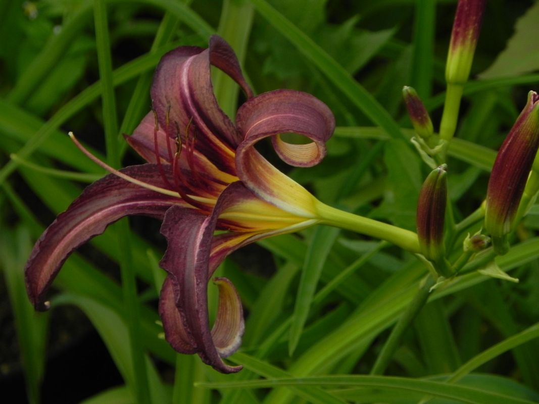 Hemerocallis hybrida ‘Black Arrowhead’
