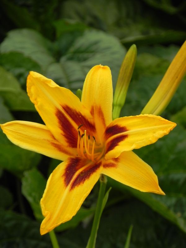 Hemerocallis hybrida ‘Bonanza’