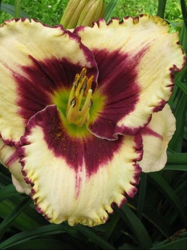 Hemerocallis hybrida ‘Border Music’