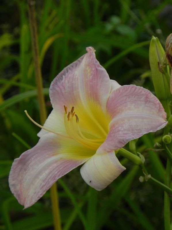 Hemerocallis hybrida ‘Catherine Woodbery’