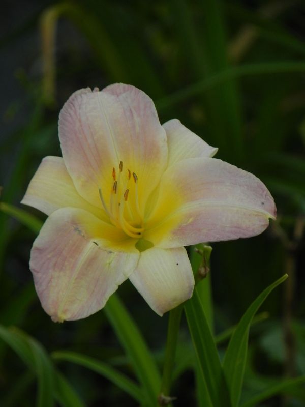 Hemerocallis hybrida ‘Catherine Woodbery’