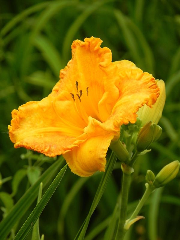 Hemerocallis hybrida ‘Orange Nassau’