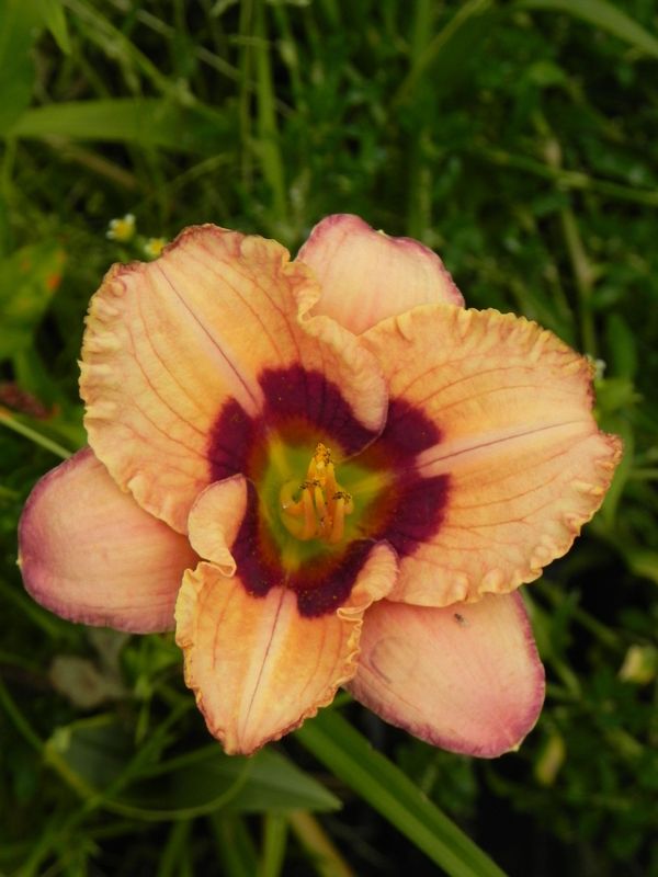 Hemerocallis hybrida ‘Orchid Candy’