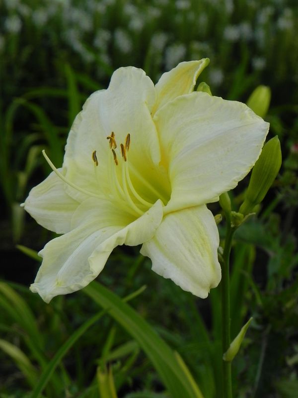 Hemerocallis hybrida ‘White Temptation’