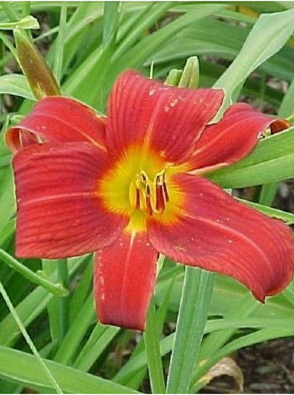 Hemerocallis hybrida ‘Little Tyke’