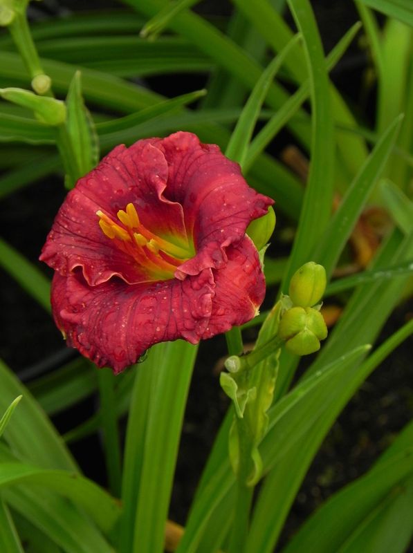 Hemerocallis hybrida ‘Siloam Grace Stamile’