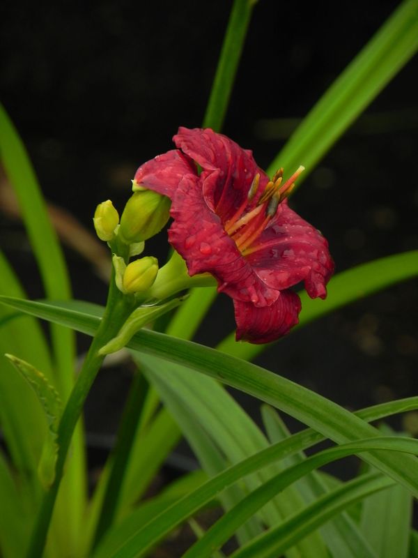 Hemerocallis hybrida ‘Siloam Grace Stamile’