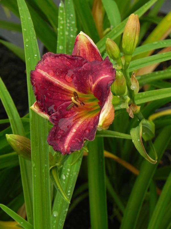 Hemerocallis hybrida ‘Siloam Royal Prince’