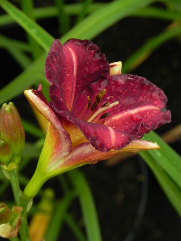 Hemerocallis hybrida ‘Siloam Royal Prince’