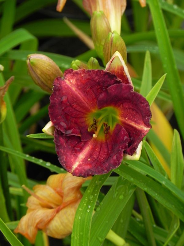 Hemerocallis hybrida ‘Siloam Royal Prince’